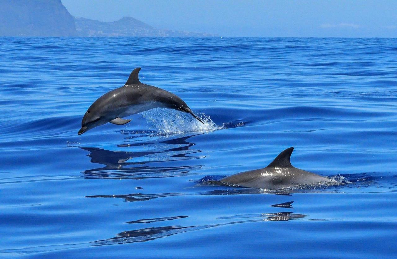 Apartamento Incleibles Vistas Al Oceano Y Piscina. Acantilado de los Gigantes Dış mekan fotoğraf